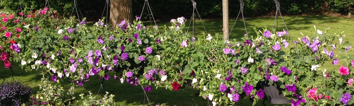 Hanging Baskets – Hoeve Schettereind Hanging Baskets – Hoeve Schettereind