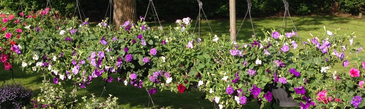 Hanging Baskets – Hoeve Schettereind